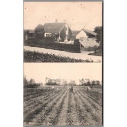 Rosenpartier fra C. Ibsens Planteskole - Falster - Postkort - Brugt