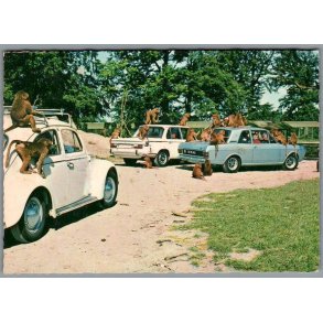 Knuthenborg Safari Park. - Postkort - Ubrugt