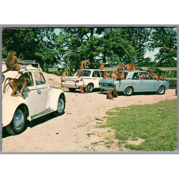 Knuthenborg Safari Park. - Postkort - Ubrugt