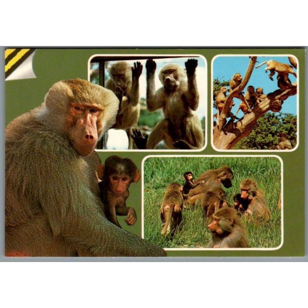 Knuthenborg Safari Park. - Postkort - Ubrugt