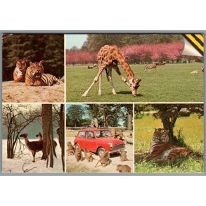 Knuthenborg Safari Park. - Postkort - Brugt