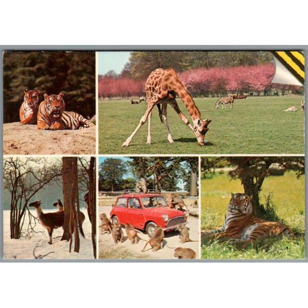 Knuthenborg Safari Park. - Postkort - Ubrugt