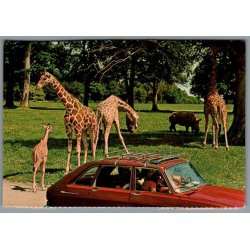 Knuthenborg Safari Park. - Postkort - Ubrugt