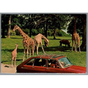 Knuthenborg Safari Park. - Postkort - Ubrugt