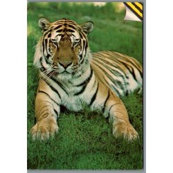 Knuthenborg Safari Park. - Postkort - Ubrugt