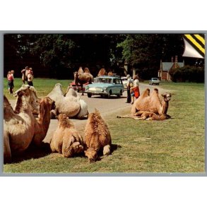 Knuthenborg Safari Park. - Postkort - Ubrugt