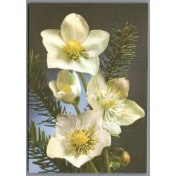 Julemrke 1982 p Postkort