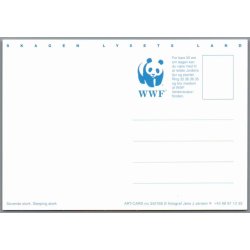 Skagen - Lysets Land - Edderfugl p� Skagen - Postkort - Ubrugt