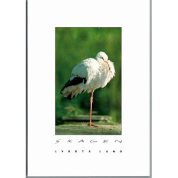 Skagen - Lysets Land - Edderfugl p� Skagen - Postkort - Ubrugt