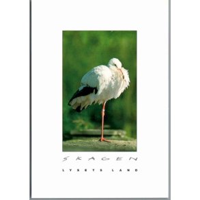 Skagen - Lysets Land - Edderfugl p� Skagen - Postkort - Ubrugt