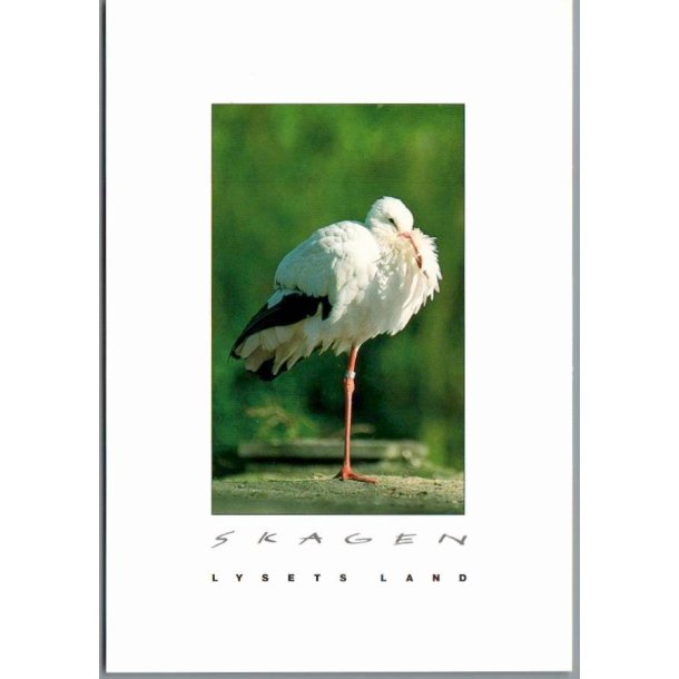 Skagen - Lysets Land - Edderfugl p� Skagen - Postkort - Ubrugt