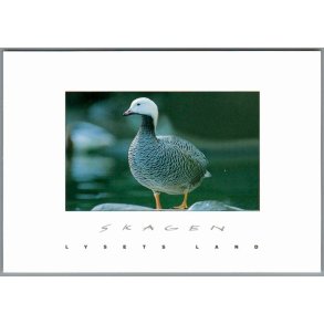 Skagen - Lysets Land - Postkort - Ubrugt