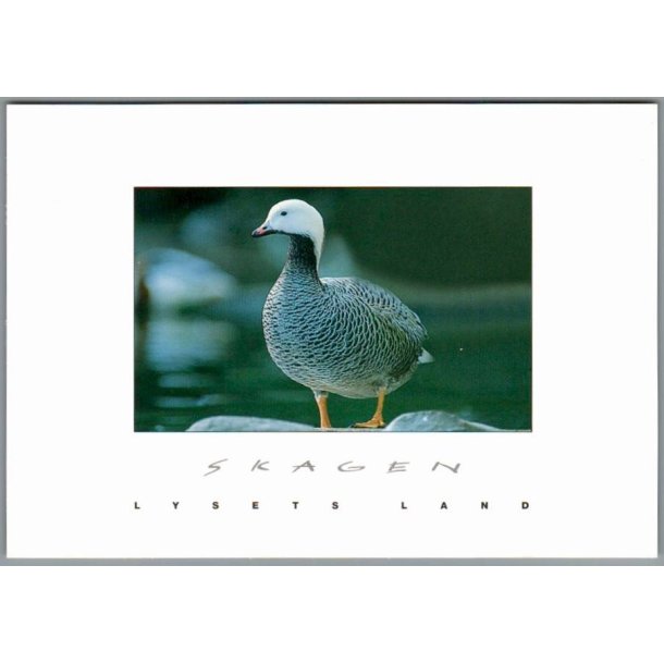 Skagen - Lysets Land - Postkort - Ubrugt