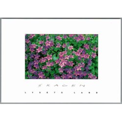 Skagen - Lysets Land - Postkort - Ubrugt