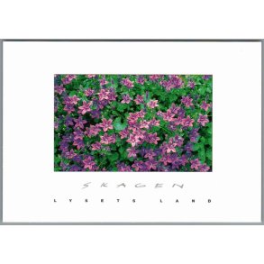 Skagen - Lysets Land - Postkort - Ubrugt