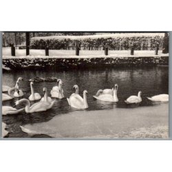 Svanerne ved Borgvold - Postkort - Ubrugt