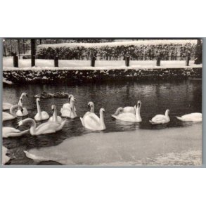 Svanerne ved Borgvold - Postkort - Ubrugt