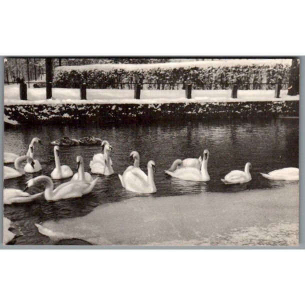 Svanerne ved Borgvold - Postkort - Ubrugt