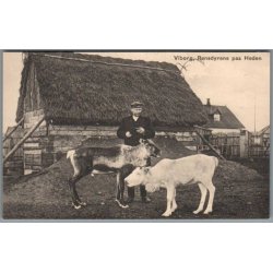 Viborg - Rensdyrene paa Heden - Postkort - Ubrugt