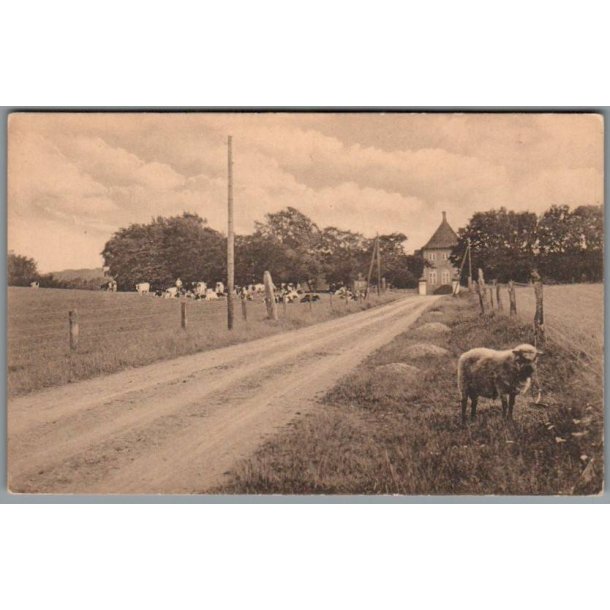 Hald Hovedgaard - Postkort - Ubrugt