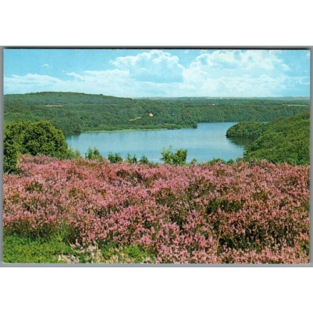 Viborg - Dollerup Bakker og Hald S� - Postkort - Ubrugt