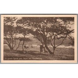 De gamle Tj�rne paa Drej� ved �r�sk�bing - Postkort - Ubrugt