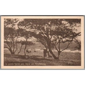 De gamle Tj�rne paa Drej� ved �r�sk�bing - Postkort - Ubrugt