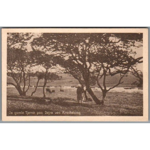 De gamle Tj�rne paa Drej� ved �r�sk�bing - Postkort - Ubrugt
