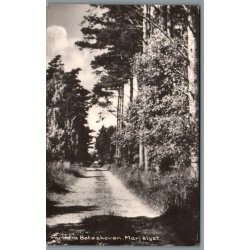 Parti fra B�t�skoven - Marielyst - Postkort - Brugt