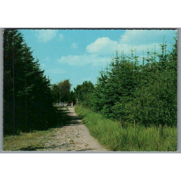 Marielyst - B�t�skoven - Postkort - Ubrugt