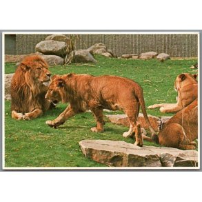 L�ver -  Zoologisk Have - Postkort - Ubrugt