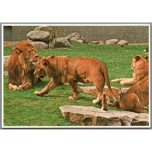 L�ver -  Zoologisk Have - Postkort - Ubrugt