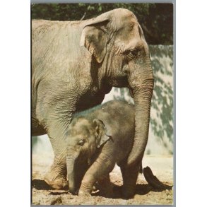 Indiske Elefanter -  Zoologisk Have - Postkort - Ubrugt