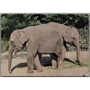 Indisk Elefant -  Zoologisk Have - Postkort - Ubrugt