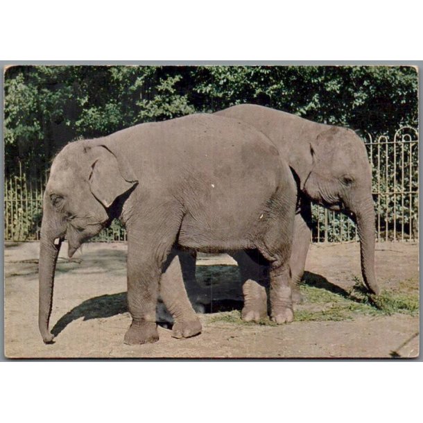Indisk Elefant -  Zoologisk Have - Postkort - Ubrugt