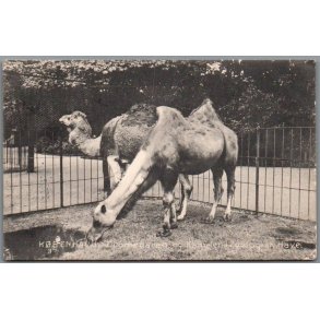 K�benhavn - Dromedaren og Kamelen i Zoologisk Have - Brugt