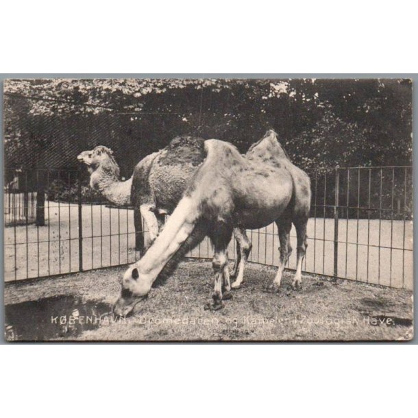 K�benhavn - Dromedaren og Kamelen i Zoologisk Have - Brugt