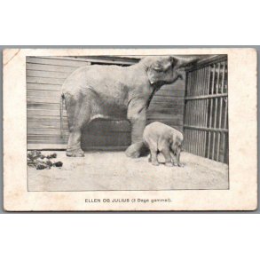 Zoologisk Have - Ellen og Julius (3 dage gammel) - Postkort - Ubrugt - Svagt hj�rne !