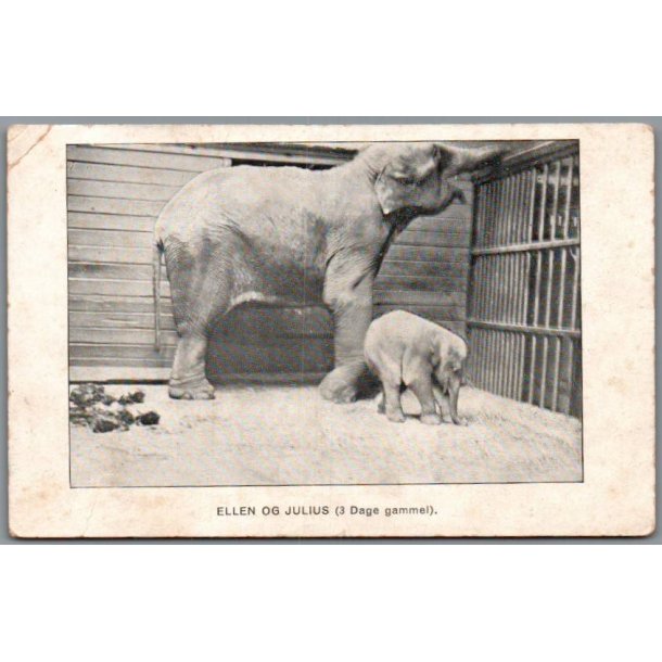 Zoologisk Have - Ellen og Julius (3 dage gammel) - Postkort - Ubrugt - Svagt hj�rne !