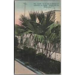 Paja toquilla - Pamamahat -  Panama - Brugt