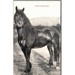 Guldbrandsdalsk Hest - Norge - Ubrugt