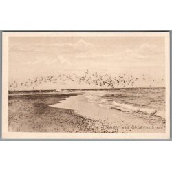 Maager ved Skagens Gren - Postkort - Ubrugt