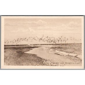 Maager ved Skagens Gren - Postkort - Ubrugt