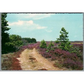 Skagen - Lyngen Blomstre - Postkort - Ubrugt