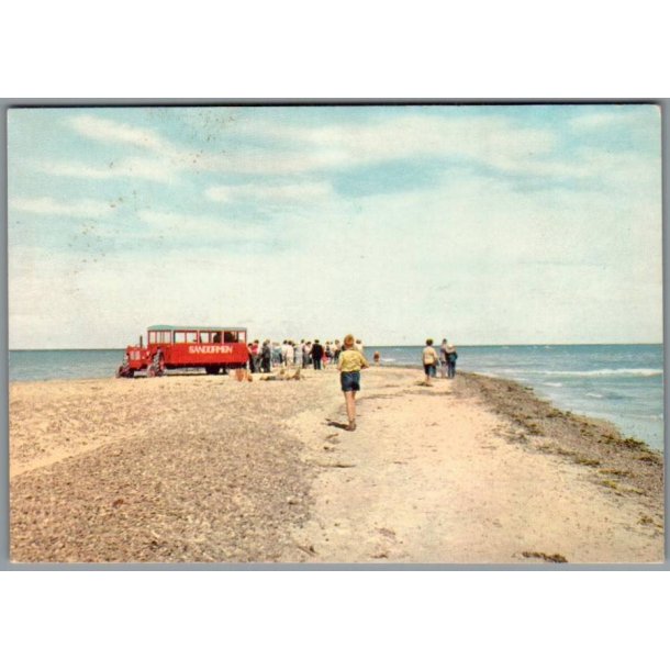 Skagen - Sandormen p� grenen - Postkort - Ubrugt