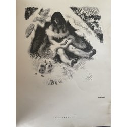 Sikker Hansen Tegninger , mappe med 15 tryk - Fugtskade i kanten - Politikens Forlag