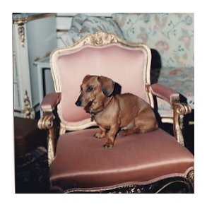 Royal Hund - Royale Pressefoto Elfelt 9x9 cm. 