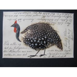 Fjer - Kalkun - u/n  - Brugt