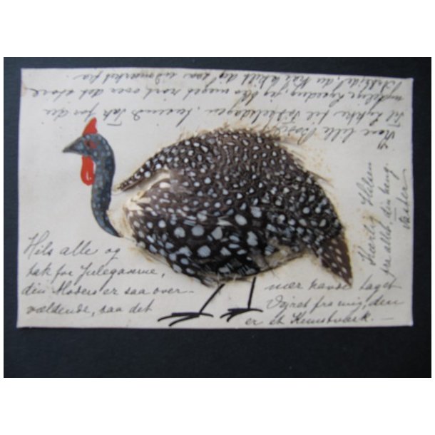 Fjer - Kalkun - u/n  - Brugt