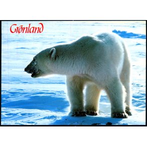 Isbjrn - Polar bear - Aune Forlag F. 9602 - Brugt